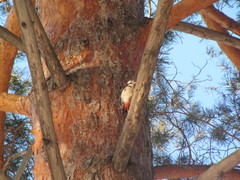 Dendrocopos major