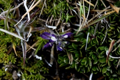 Lupinus microphyllus
