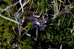 Lupinus microphyllus