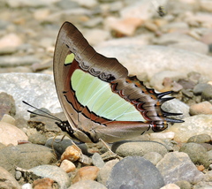 Polyura