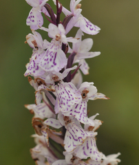 Dactylorhiza × grandis