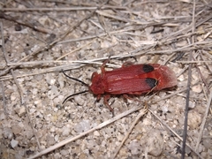 Lycus sanguineus