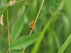 Commophila aeneana