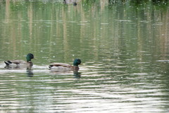 Anas platyrhynchos