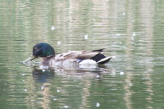 Anas platyrhynchos