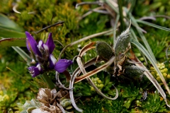 Lupinus microphyllus