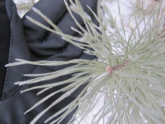 Pinus sylvestris