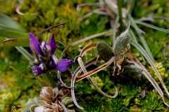 Lupinus microphyllus