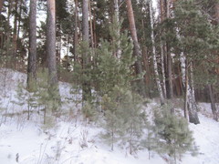 Pinus sylvestris
