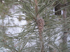 Pinus sylvestris