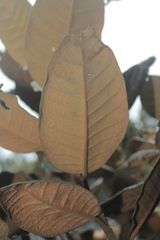 Critoniopsis