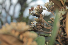 Critoniopsis