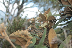 Critoniopsis