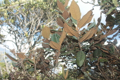 Critoniopsis