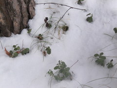 Vaccinium vitis-idaea