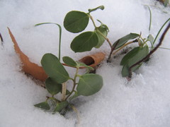 Vaccinium vitis-idaea