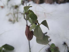 Vaccinium vitis-idaea