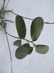 Vaccinium vitis-idaea