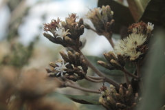 Critoniopsis