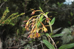 Epidendrum pseudocernuum