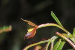 Epidendrum pseudocernuum