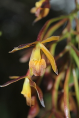 Epidendrum pseudocernuum