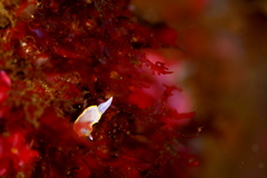 Diaphorodoris alba