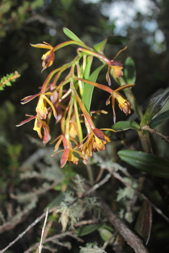Epidendrum pseudocernuum Carnevali & I.Ramírez 2