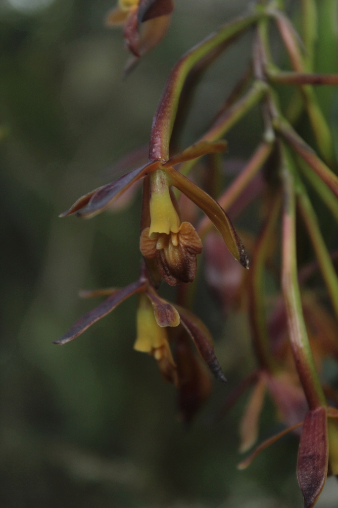Epidendrum pseudocernuum Carnevali & I.Ramírez