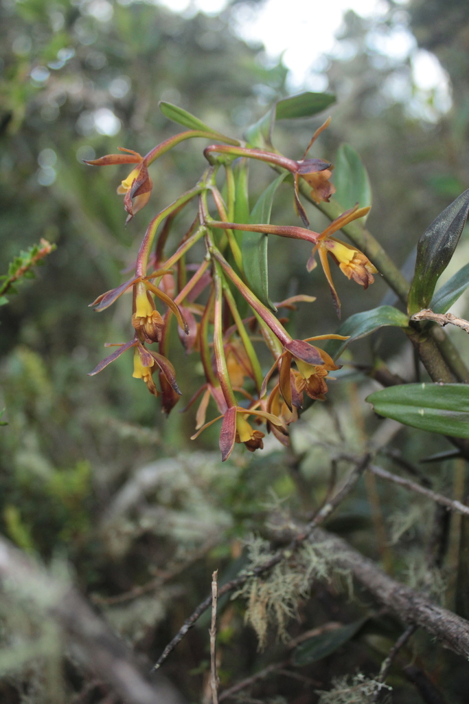 Epidendrum pseudocernuum Carnevali & I.Ramírez 3
