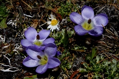 Nototriche phyllanthos