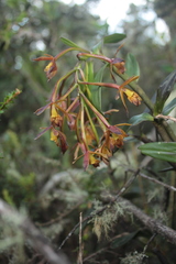 Epidendrum pseudocernuum