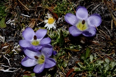 Nototriche phyllanthos