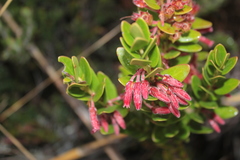 Plutarchia coronaria