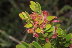 Plutarchia coronaria