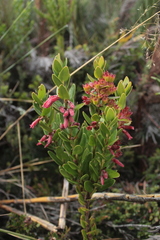 Plutarchia coronaria