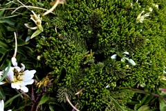 Chaerophyllum andicola