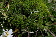 Chaerophyllum andicola