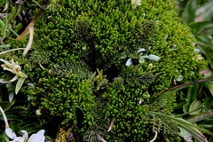 Chaerophyllum andicola