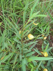 Chamaecrista plumosa