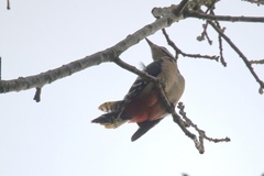 Dendrocopos major