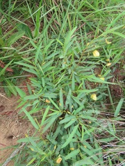 Chamaecrista plumosa