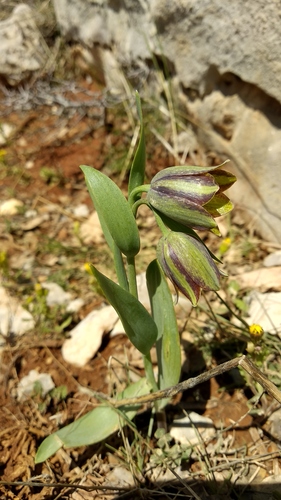 Fritillaria hermonis, photograph 3