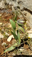 Fritillaria hermonis, photograph author not stated, no rights reserved