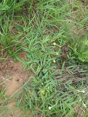 Chamaecrista plumosa