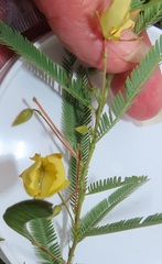 Chamaecrista plumosa