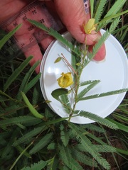 Chamaecrista plumosa