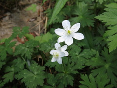 Anemonastrum flaccidum