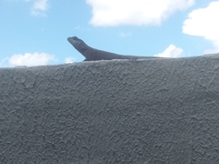 Tropidurus torquatus