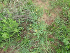 Chamaecrista plumosa